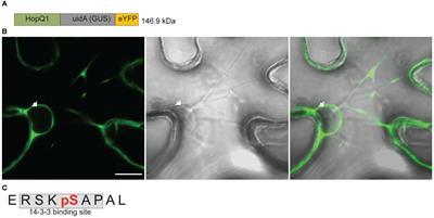 Formation of HopQ1:14-3-3 complex in the host cytoplasm modulates nuclear import rate of Pseudomonas syringae effector in Nicotiana benthamiana cells